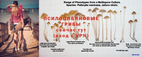 ПСИЛОЦИБИНОВЫЕ ГРИБЫ Алзамай