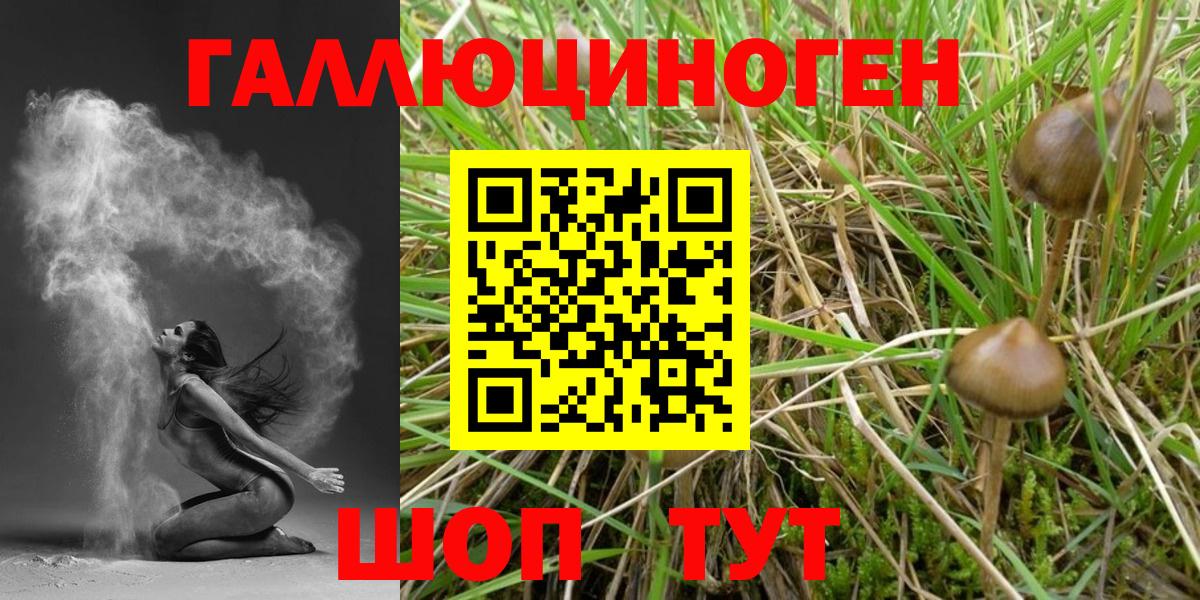 Псилоцибиновые грибы Psilocybe Калач-на-Дону